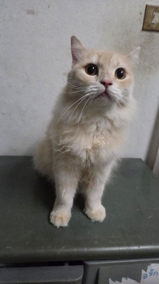 แมวหาบ้าน รูปที่ 4