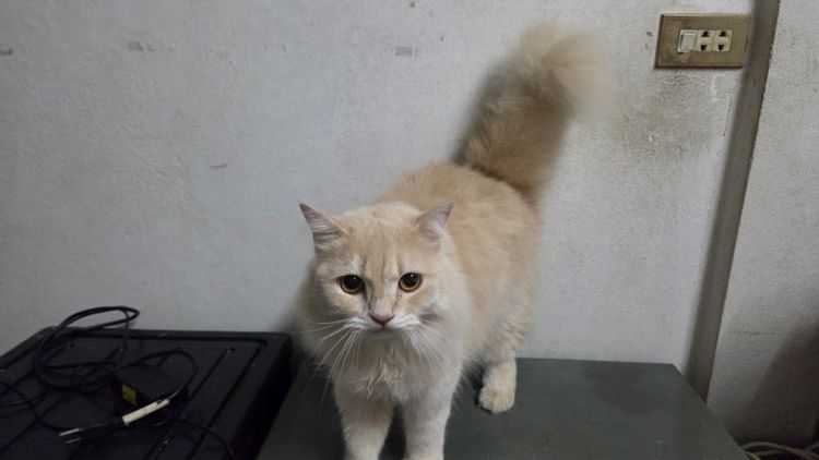เปอร์เซีย (Persian) แมวหาบ้าน