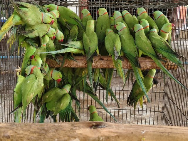 นกแก้วริงเน็คโต อายุพร้อมทำคัดสวยๆ รูปที่ 2