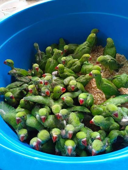 ลูกป้อนนกแก้วริงเน็คเขียวเชื่องๆ สอนพูดเก่งมากๆ รูปที่ 7