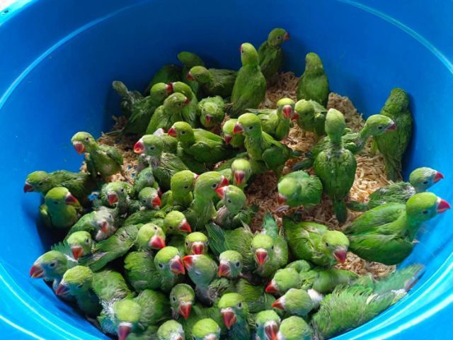 ลูกป้อนนกแก้วริงเน็คเขียวเชื่องๆ สอนพูดเก่งมากๆ รูปที่ 6