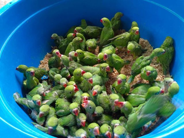 ลูกป้อนนกแก้วริงเน็คเขียวเชื่องๆ สอนพูดเก่งมากๆ