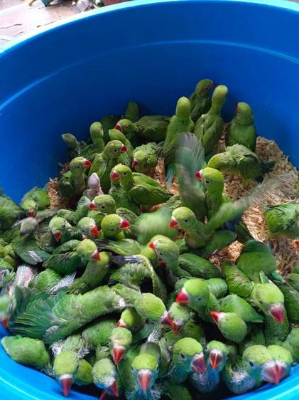 ลูกป้อนนกแก้วริงเน็คเขียวเชื่องๆ สอนพูดเก่งมากๆ รูปที่ 4