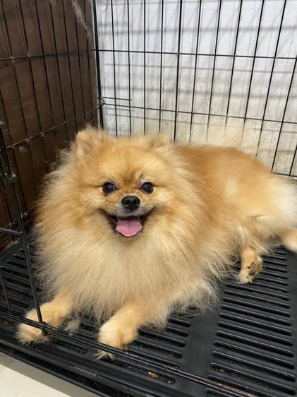 ปอมเมอเรเนียน (Pomeranian) เล็ก หาบ้านให้น้องค่ะ เพศผู้ 2 ตัว