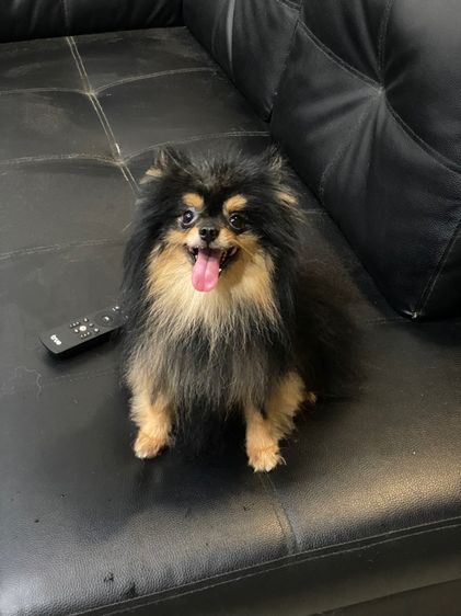 หาบ้านให้น้องค่ะ เพศผู้ 2 ตัว รูปที่ 2