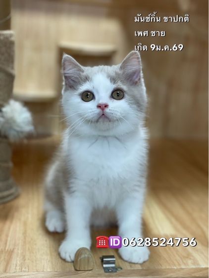 มันช์กิ้น (Munchkin) ลูกแมวมันช์กิ้นขาปกติ