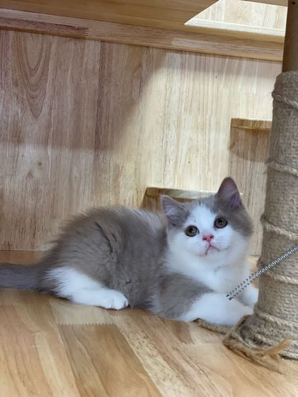 ลูกแมวมันช์กิ้นขาปกติ รูปที่ 2