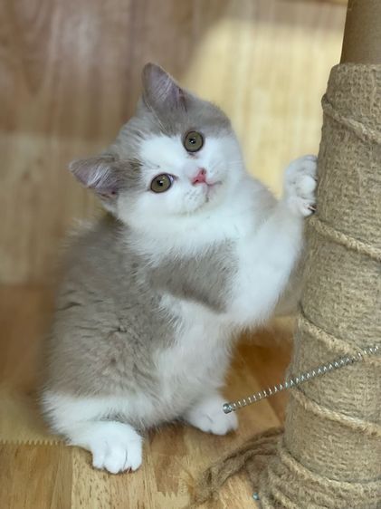 ลูกแมวมันช์กิ้นขาปกติ รูปที่ 3