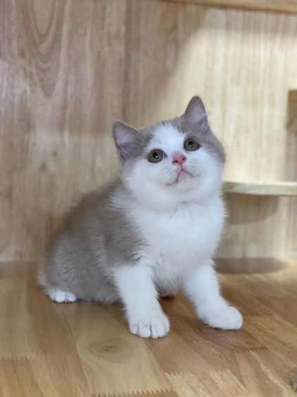 ลูกแมวมันช์กิ้นขาปกติ รูปที่ 4