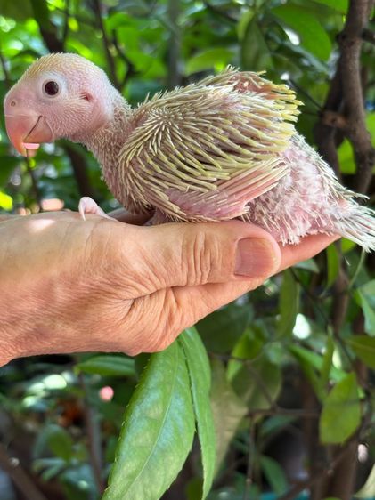 เเก้ว ลูกป้อนริงเน็ตพาสเทลบลูเลสวิงไอโน่