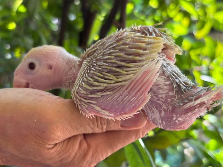 ลูกป้อนริงเน็ตพาสเทลบลูเลสวิงไอโน่ รูปที่ 3