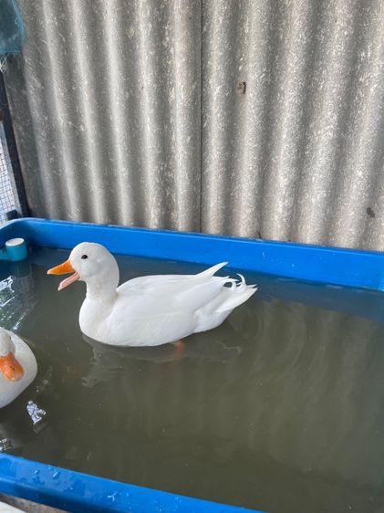 เป็ดคลอดั๊ก รูปที่ 3