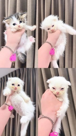 หาคนเหมา สก็อตติช คับเบาๆ รูปที่ 2