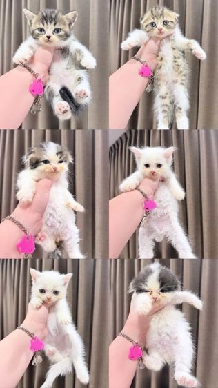สก็อตติช โฟลด์ (Scottish Fold) หาคนเหมา สก็อตติช คับเบาๆ