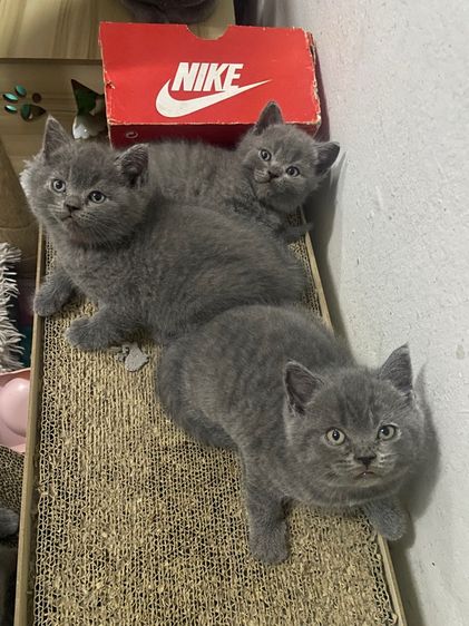 สก๊อตติช รร ชายล้วน รูปที่ 9