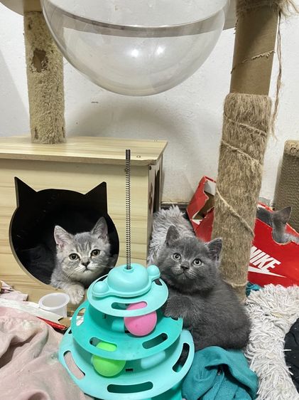 สก๊อตติช รร ชายล้วน รูปที่ 11