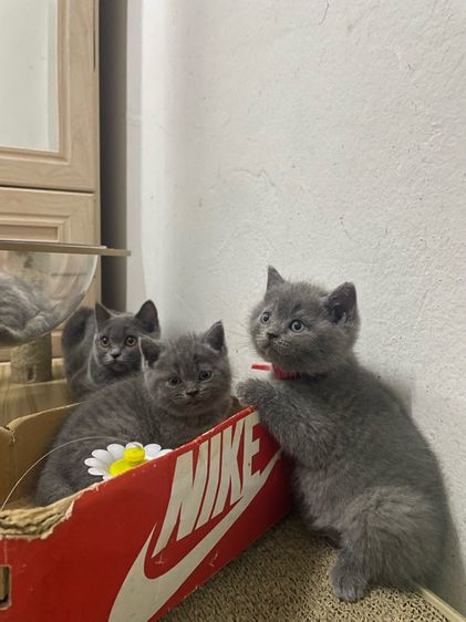 สก็อตติช โฟลด์ (Scottish Fold) สก๊อตติช รร ชายล้วน