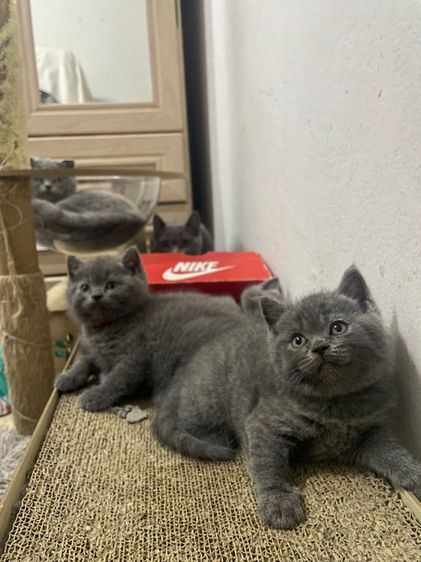 สก๊อตติช รร ชายล้วน รูปที่ 5