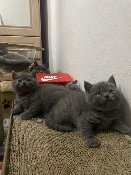 สก๊อตติช รร ชายล้วน รูปที่ 6