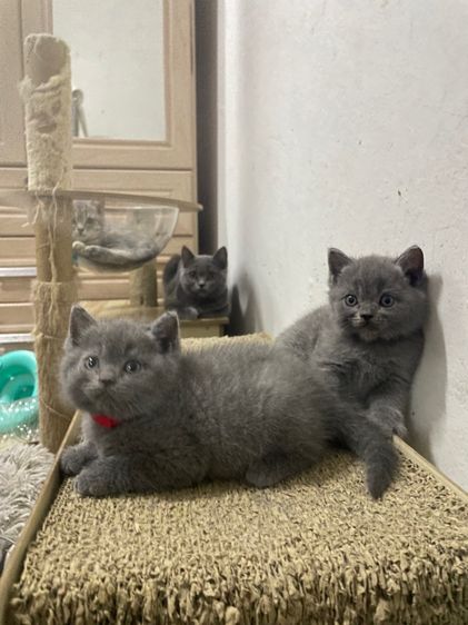 สก๊อตติช รร ชายล้วน รูปที่ 3