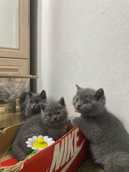 สก๊อตติช รร ชายล้วน รูปที่ 2