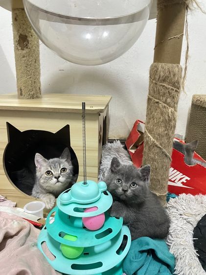 สก๊อตติช รร ชายล้วน รูปที่ 10