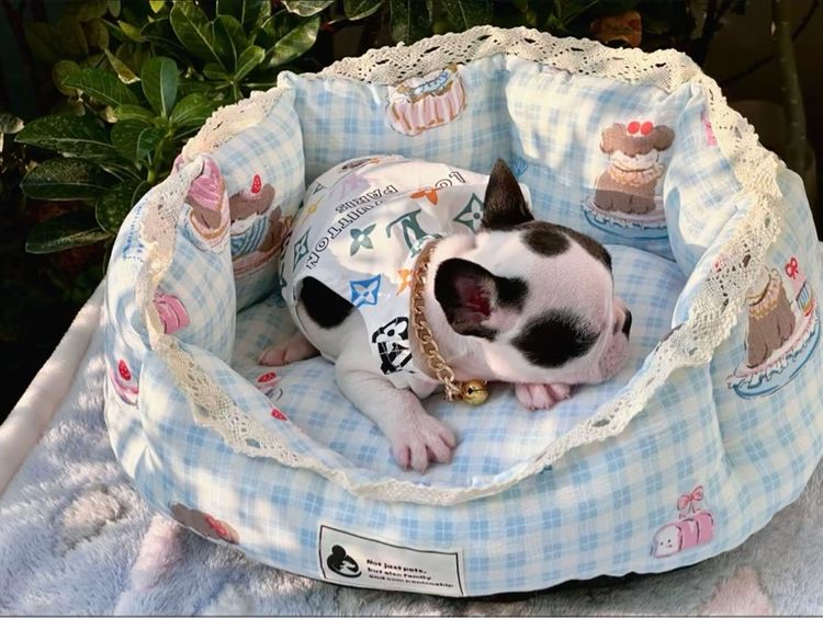 เฟรนบลูด็อก หญิง ลายวัว รูปที่ 11