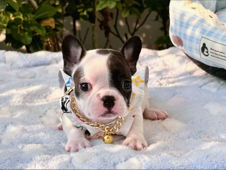 เฟรนบลูด็อก หญิง ลายวัว รูปที่ 9