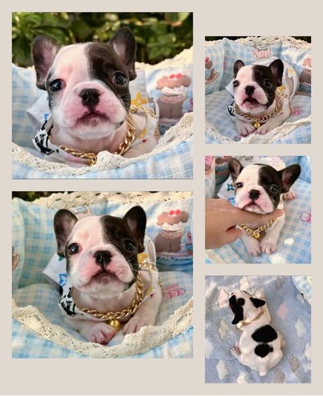 เฟรนบลูด็อก หญิง ลายวัว