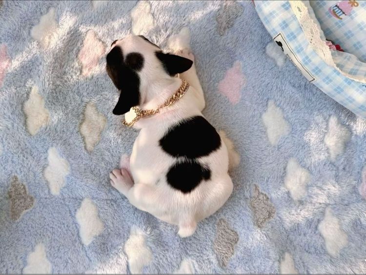 เฟรนบลูด็อก หญิง ลายวัว รูปที่ 12