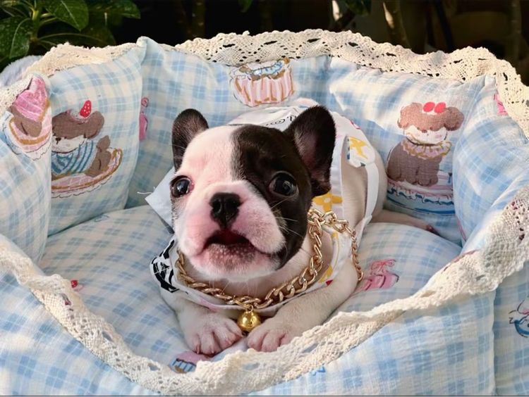 เฟรนบลูด็อก หญิง ลายวัว รูปที่ 7