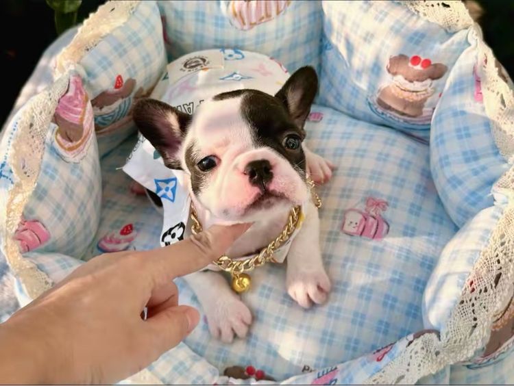 เฟรนบลูด็อก หญิง ลายวัว รูปที่ 8