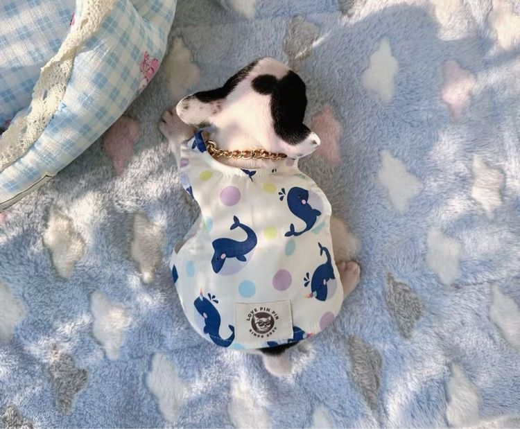 เฟรนบลูด็อก หญิง ลายวัว รูปที่ 11