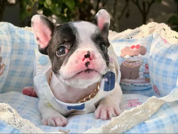 เฟรนบลูด็อก หญิง ลายวัว รูปที่ 4