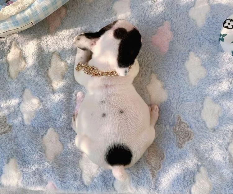 เฟรนบลูด็อก หญิง ลายวัว รูปที่ 12