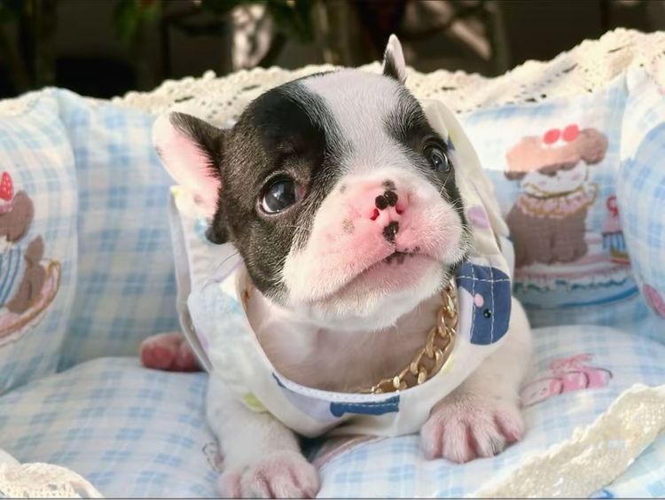 เฟรนบลูด็อก หญิง ลายวัว รูปที่ 3