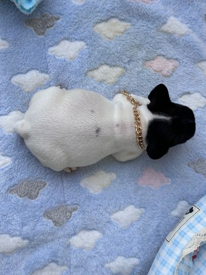 เฟรนบลูด็อก หญิง ลายวัว รูปที่ 9