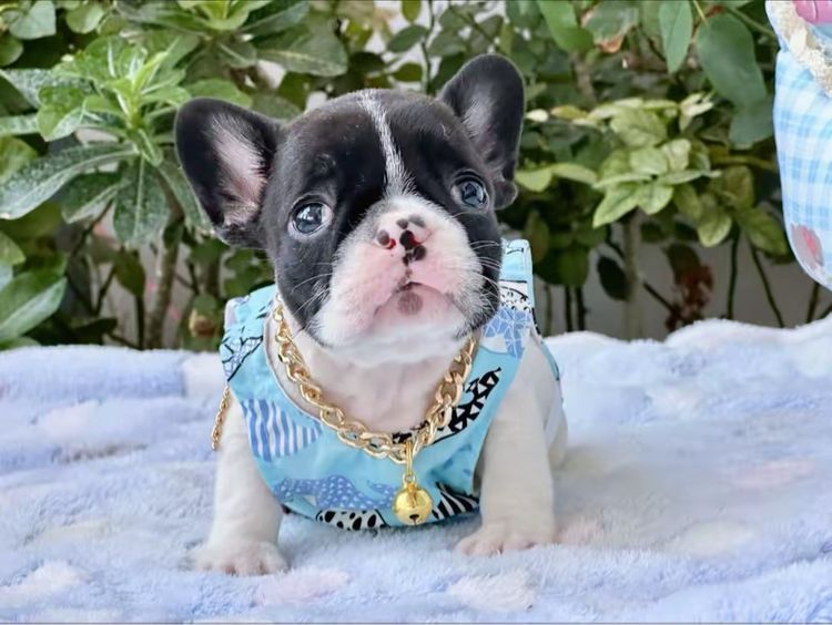 เฟรนบลูด็อก หญิง ลายวัว รูปที่ 5