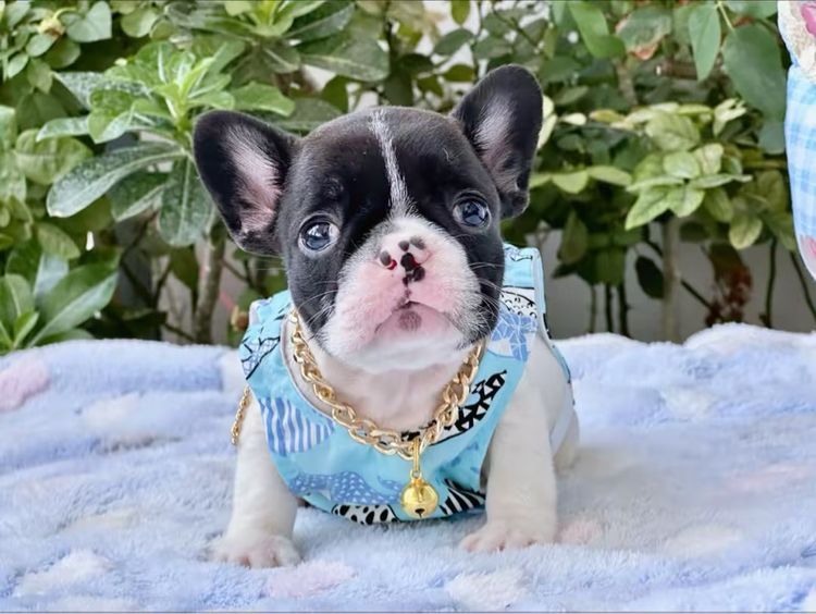 เฟรนบลูด็อก หญิง ลายวัว รูปที่ 6