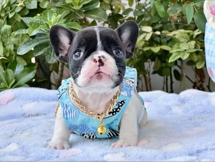 เฟรนบลูด็อก หญิง ลายวัว รูปที่ 3