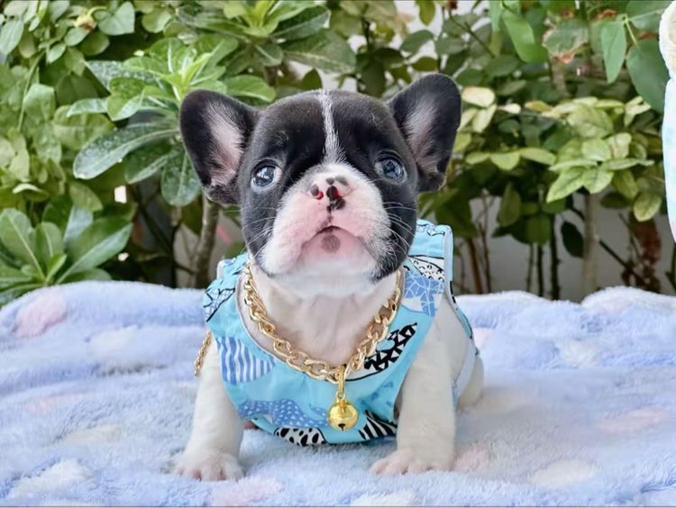 เฟรนบลูด็อก หญิง ลายวัว รูปที่ 4