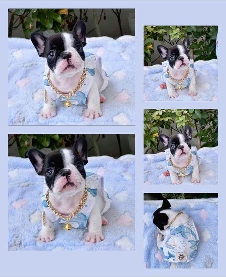 เฟรนบลูด็อก หญิง ลายวัว