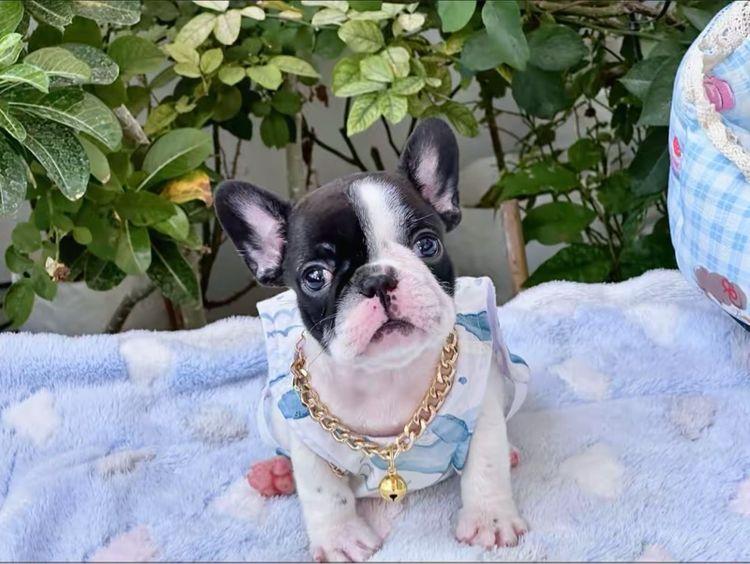 เฟรนบลูด็อก หญิง ลายวัว รูปที่ 7