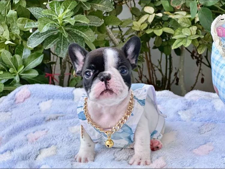 เฟรนบลูด็อก หญิง ลายวัว รูปที่ 12