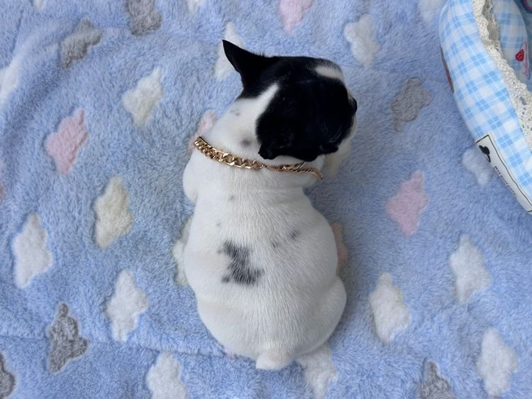 เฟรนบลูด็อก หญิง ลายวัว รูปที่ 17