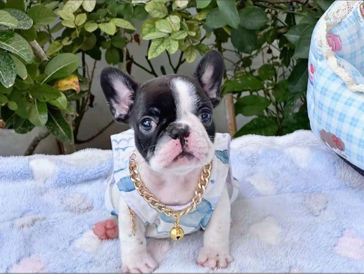 เฟรนบลูด็อก หญิง ลายวัว รูปที่ 5