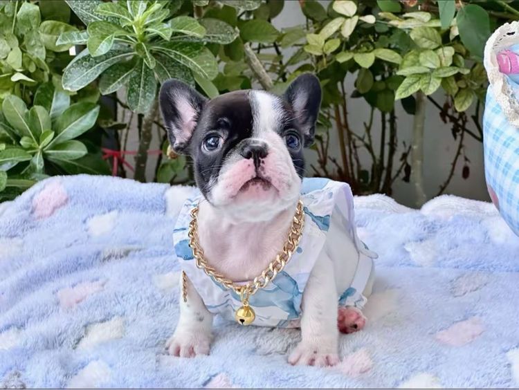 เฟรนบลูด็อก หญิง ลายวัว รูปที่ 15