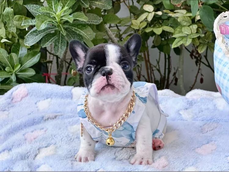 เฟรนบลูด็อก หญิง ลายวัว รูปที่ 10