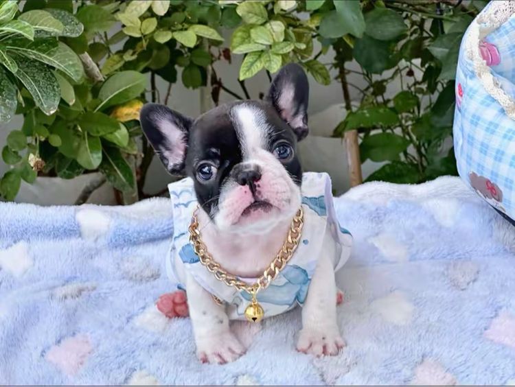 เฟรนบลูด็อก หญิง ลายวัว รูปที่ 8