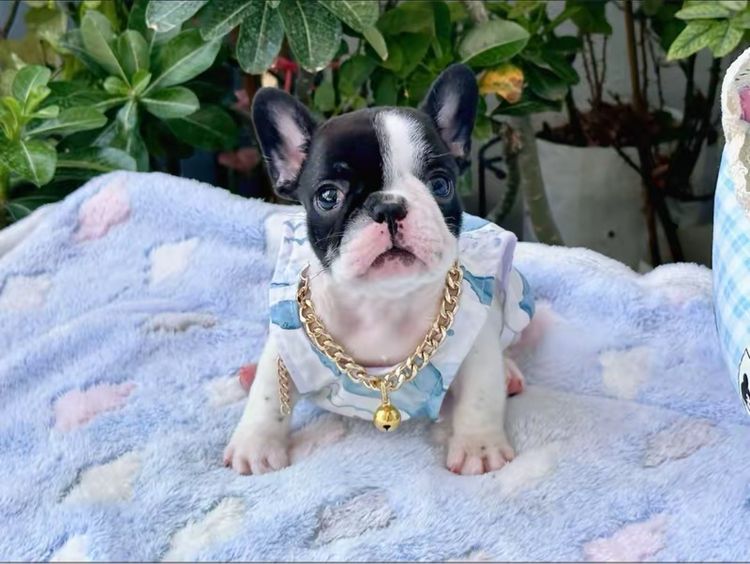 เฟรนบลูด็อก หญิง ลายวัว รูปที่ 4